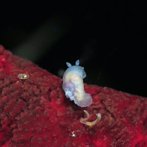 Gymnodoris 菲律宾 Philippines , 朗布隆 Romblon @LazyDiving.com 潜水时光