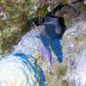 Gymnothorax griseus Gymnothorax griseus 埃及 Egypt , 达哈卜 Dahab @LazyDiving.com 潜水时光