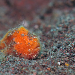 Antennarius striatus 印度尼西亚 Indonesia , 巴厘岛 Bali , 图蓝本 Tulamben @LazyDiving.com 潜水时光