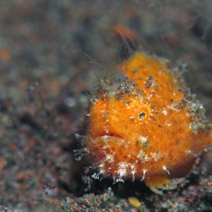 Antennarius striatus 印度尼西亚 Indonesia , 巴厘岛 Bali , 图蓝本 Tulamben @LazyDiving.com 潜水时光