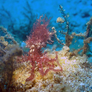 Octopus 印度尼西亚 Indonesia , 安汶 Ambon @LazyDiving.com 潜水时光