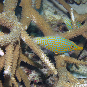 Oxymonacanthus longirostris 印度尼西亚 Indonesia , 达拉湾 Derawan @LazyDiving.com 潜水时光