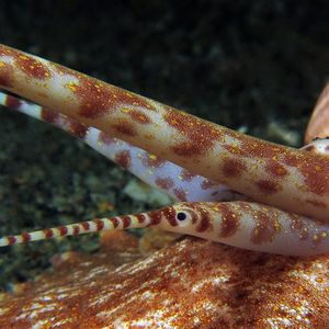 Harpa major 印度尼西亚 Indonesia , 马鲁古 Maluku , 安汶 Ambon @LazyDiving.com 潜水时光