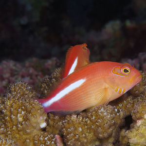 Paracirrhites arcatus 印度尼西亚 Indonesia , 北苏拉威西 North Sulawesi , 邦卡岛 Bangka @LazyDiving.com 潜水时光