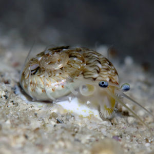 Ethalia guamensis 印度尼西亚 Indonesia , 托吉安群岛 Togian , Kadidiri @LazyDiving.com 潜水时光