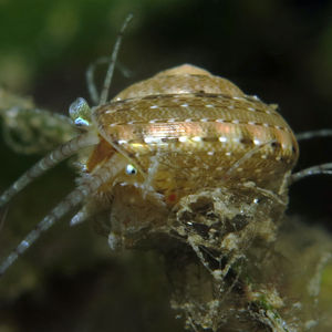 Heliacus variegatus 中�苏拉威西 Central Sulawesi , 托利托利 Toli Toli @LazyDiving.com 潜水时光