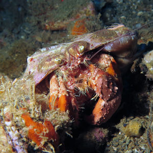 Dardanus pedunculatus 印度尼西亚 Indonesia , 马鲁古 Maluku , 安汶 Ambon @LazyDiving.com 潜水时光
