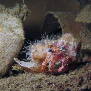 Dardanus pedunculatus 印度尼西亚 Indonesia , 马鲁古 Maluku , 安汶 Ambon @LazyDiving.com 潜水时光