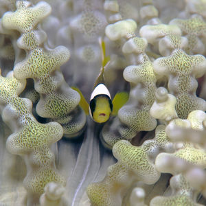 Heteractis aurora 印度尼西亚 Indonesia , 达拉湾 Derawan @LazyDiving.com 潜水时光