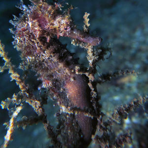 Hippocampus 印度尼西亚 Indonesia , 安汶 Ambon @LazyDiving.com �潜水时光