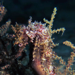 Hippocampus 印度尼西亚 Indonesia , 安汶 Ambon @LazyDiving.com 潜水时光