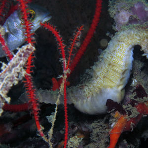 Hippocampus comes 泰国 Thailand , 攀牙湾 Phang Nga Bay @LazyDiving.com 潜水时光