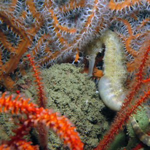 Hippocampus comes 泰国 Thailand , 攀牙湾 Phang Nga Bay @LazyDiving.com 潜水时光