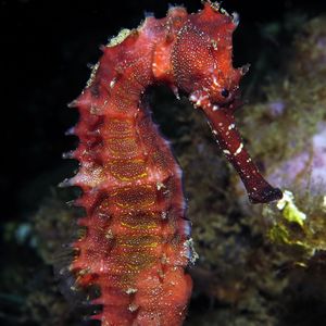 Hippocampus histrix 印度尼西亚 Indonesia , 安汶 Ambon @LazyDiving.com 潜水时光