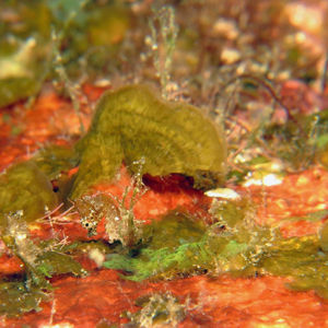 Hippocampus japapigu 日本 Japan , 柏岛 Kashiwa Island @LazyDiving.com 潜水时光