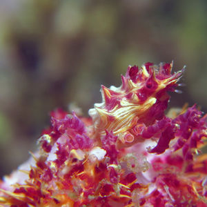 Hoplophrys oatesii 日本 Japan , 柏岛 Kashiwa Island @LazyDiving.com 潜水时光