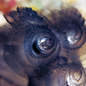 Phoronis australis Phoronis australis 印度尼西亚 Indonesia , 北苏拉威西 North Sulawesi , 邦卡岛 Bangka @LazyDiving.com 潜水时光