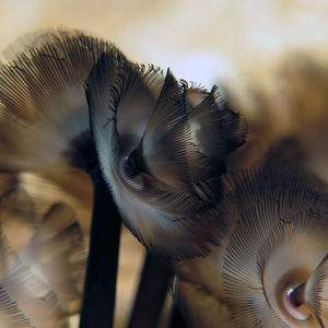 Phoronis australis Phoronis australis 印度尼西亚 Indonesia , 北苏拉威西 North Sulawesi , 邦卡岛 Bangka @LazyDiving.com 潜水时光