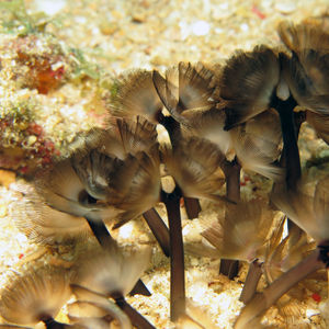 Phoronis australis Phoronis australis 印度尼西亚 Indonesia , 北苏拉威西 North Sulawesi , 邦卡岛 Bangka @LazyDiving.com 潜水时光