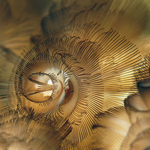 Phoronis australis Phoronis australis 印度尼西亚 Indonesia , 北苏拉威西 North Sulawesi , 邦卡岛 Bangka @LazyDiving.com 潜水时光