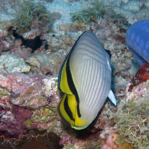 Chaetodon pictus 中苏拉威西 Central Sulawesi , 帕瑞吉 Parigi @LazyDiving.com 潜水时光