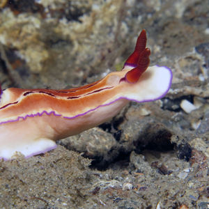 Hypselodoris emma 中苏拉威西 Central Sulawesi , 栋加拉 Donggala @LazyDiving.com 潜水时��光