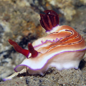 Hypselodoris emma Hypselodoris emma 依玛多彩海蛞蝓 Indonesia 印度尼西亚 Donggala 栋加拉 @LazyDiving.com 潜水时光