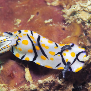 Hypselodoris kanga 泰国 Thailand , 攀牙湾 Phang Nga Bay @LazyDiving.com 潜水时光