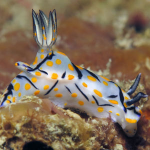 Hypselodoris kanga 泰国 Thailand , 攀牙湾 Phang Nga Bay @LazyDiving.com 潜水时光