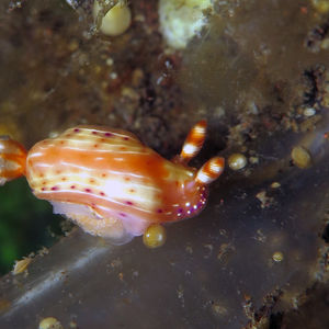 Hypselodoris paradisa 印度尼西亚 Indonesia , 巴厘岛 Bali , ��图蓝本 Tulamben @LazyDiving.com 潜水时光