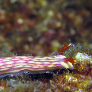 Hypselodoris whitei 日本 Japan , 柏岛 Kashiwa Island @LazyDiving.com 潜水时光