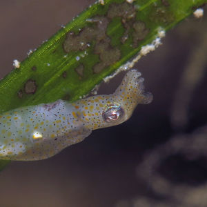 Idiosepius pygmaeus Idiosepius pygmaeus 侏儒微鳍乌贼 Indonesia 印度尼西亚 Toli Toli 托利托利 @LazyDiving.com 潜水时光