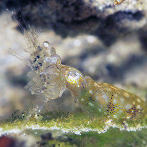 Idiosepius pygmaeus 中苏拉威西 Central Sulawesi , 栋加拉 Donggala @LazyDiving.com 潜水时光