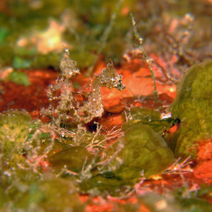 Hippocampus japapigu 日本 Japan , 柏岛 Kashiwa Island @LazyDiving.com 潜水时光