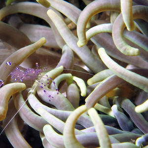Ancylomenes tosaensis 印度尼西亚 Indonesia , 马鲁古 Maluku , 安汶 Ambon @LazyDiving.com 潜水时光