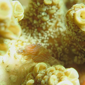 Jocaste lucina 印度尼西亚 Indonesia , 马鲁古 Maluku , 安汶 Ambon @LazyDiving.com 潜水时光