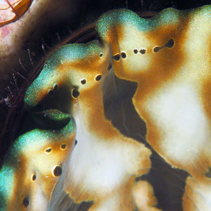 Tridacna gigas Tridacna gigas 大砗磲 Indonesia 印度尼西亚 Toli Toli 托利托利 @LazyDiving.com 潜水时光