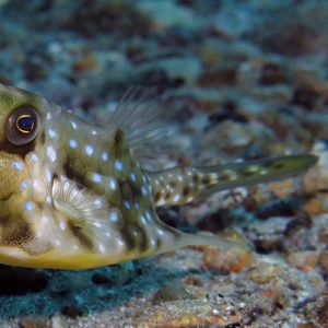 Lactoria cornuta 印度尼西亚 Indonesia , 安汶 Ambon @LazyDiving.com 潜水时光