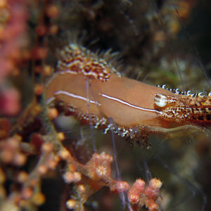 Leander plumosus 印度尼西亚 Indonesia , 北苏拉威西 North Sulawesi , 锡奥岛 Siau island @LazyDiving.com 潜水时光