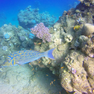 Lethrinus nebulosus 埃及 Egypt , 达哈卜  Dahab @LazyDiving.com 潜水时光