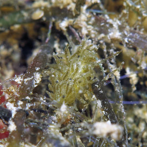 Limapontiidae 中苏拉威西 Central Sulawesi , 帕瑞吉 Parigi @LazyDiving.com 潜水时光