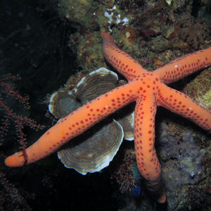 Linckia multifora 印度尼西亚 Indonesia , 达拉湾 Derawan @LazyDiving.com 潜水时光