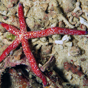 Linckia multifora 印度尼西亚 Indonesia , 达拉湾 Derawan @LazyDiving.com 潜水时光