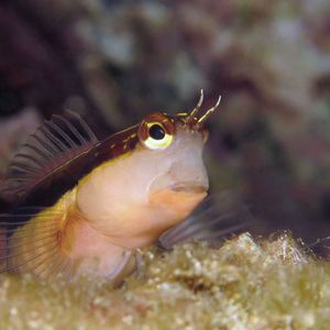 Ecsenius lineatus 日本 Japan , 柏岛 Kashiwa Island @LazyDiving.com 潜水时光