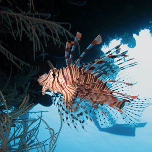 Pterois volitans 印度尼西亚 Indonesia , 安汶 Ambon @LazyDiving.com 潜水时光