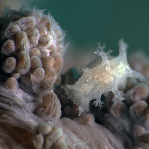 Lomanotus Lomanotus 菲律宾 Philippines , 朗布隆 Romblon @LazyDiving.com 潜水时光