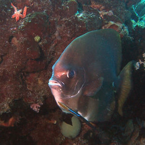 Platax boersii 印度尼西亚 Indonesia , 四王群岛 Raja Ampat @LazyDiving.com 潜水时光