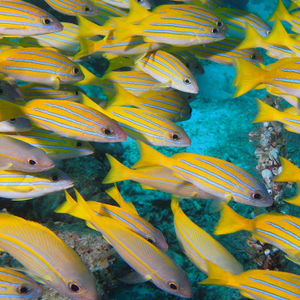 Lutjanus kasmira 印度尼西亚 Indonesia , 四王群岛 Raja Ampat @LazyDiving.com 潜水时光