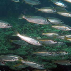 Lutjanus biguttatus 泰国 Thailand , 攀牙湾 Phang Nga Bay @LazyDiving.com 潜水时光