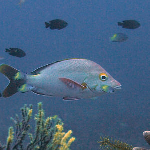 Lutjanus gibbus 印度尼西亚 Indonesia , 四王群岛 Raja Ampat @LazyDiving.com 潜水时光